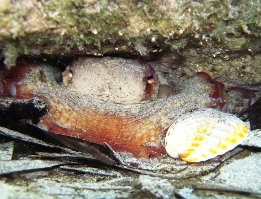  Schránka mlže srdcovky u úkrytu chobotnice. Je to maskování nebo hračka pro ukrácení dlouhé chvíle?  