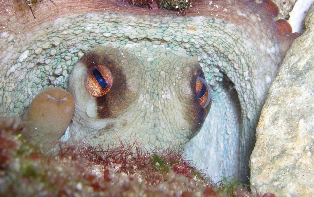 Chobotnice mají vynikající zrak, skoro jako lidé.  