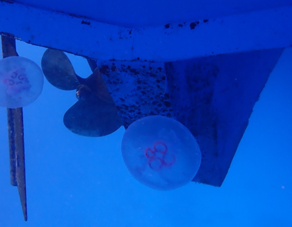 Medúzy zkoumají lodní šroub.  