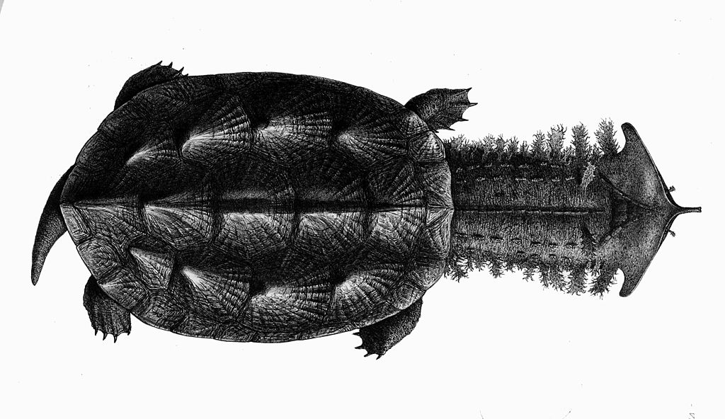 Jedna z teorií říká, že za legendou stojí pouze pozorování velké želvy mata-mata. Foto: R. Mintern/Creative Commons/Volná licence