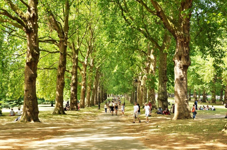 V londýnském Green Parku se nachází Strom smrti, který v lidech vyvolává depresi. Foto: Pixabay