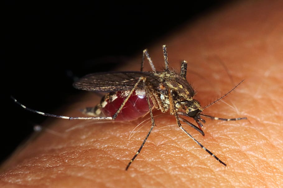 Milovníci konspirací obviňují geneticky modifikované komáry z šíření viru zika. Foto: Pxfuel