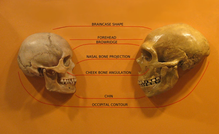 Srovnání lebky Homo sapiens a neandertálce, foto hairymuseummatt / Creative Commons / CC BY-SA 2.0 