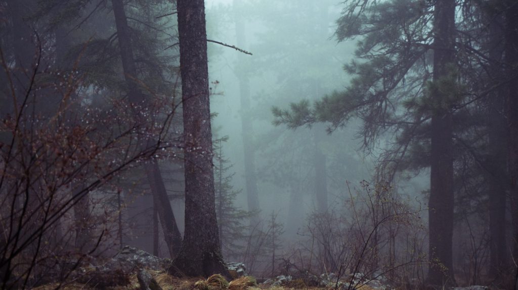 Hockauf prý obývá lesy českého pohraničí, foto Pixabay