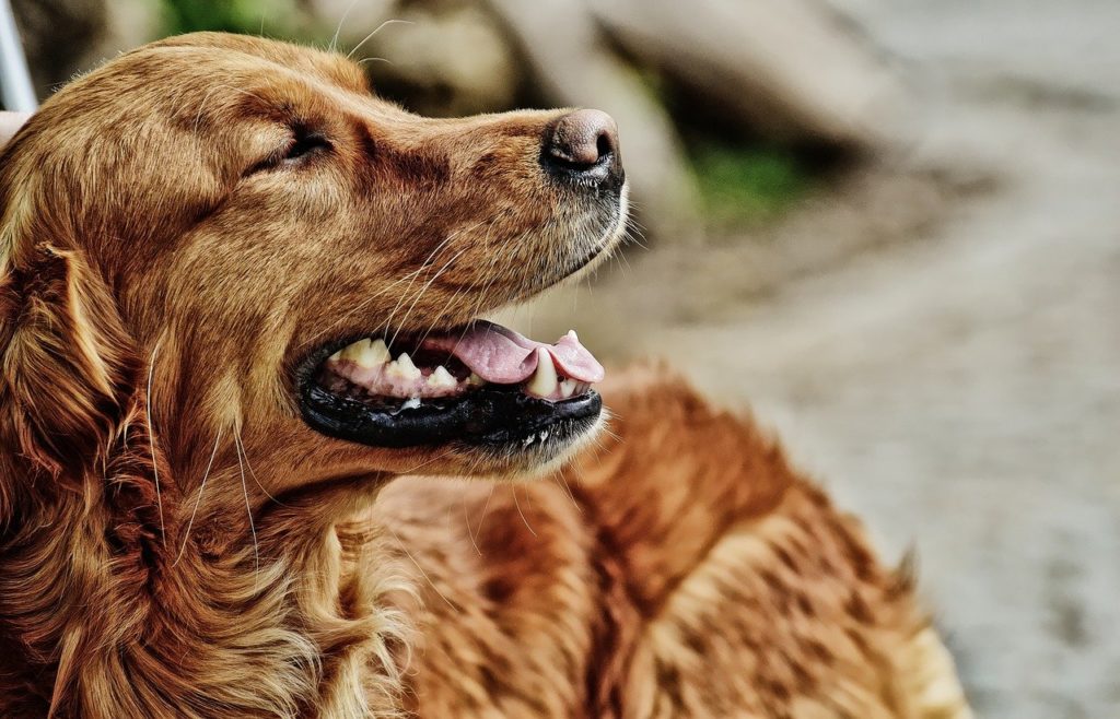 Mluvící pes Don si i přes jazykovou bariéru (mluví totiž jen německy) získá srdce diváků v USA. Foto: Pixabay