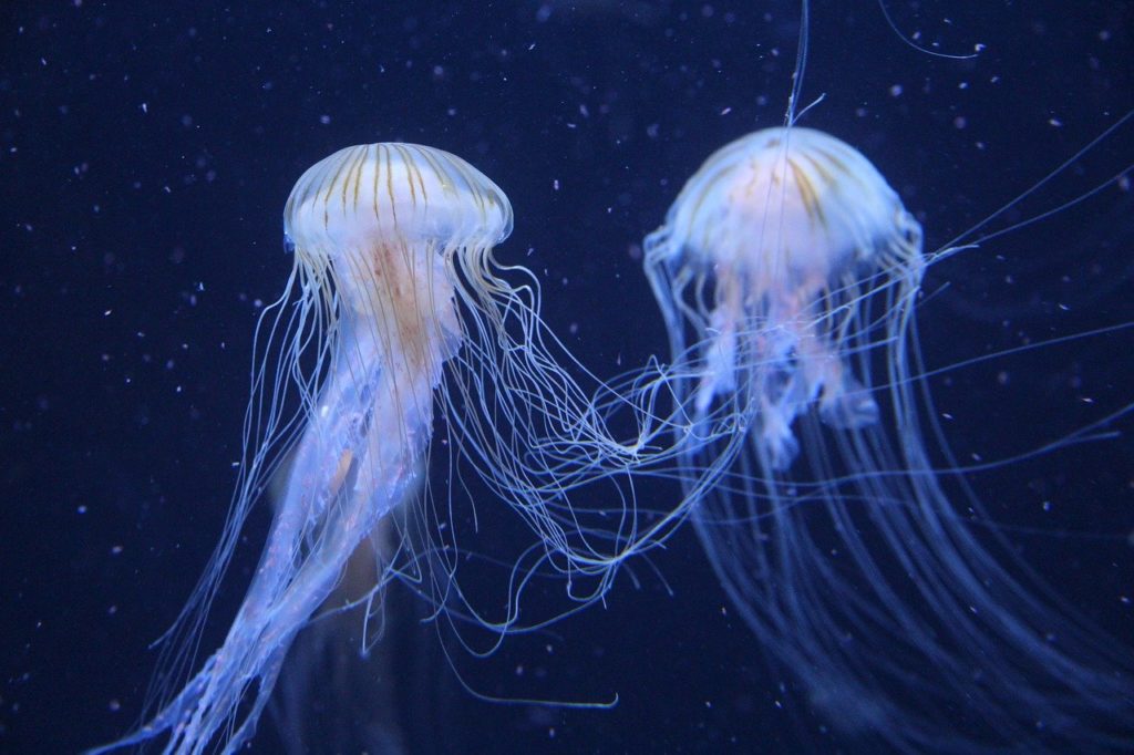 Někteří budou tvrdit, že želatinový déšť byly ve skutečnosti kusy medúz, které námořnictvo při cvičení omylem vyhodilo do vzduchu. Foto: Pixabay