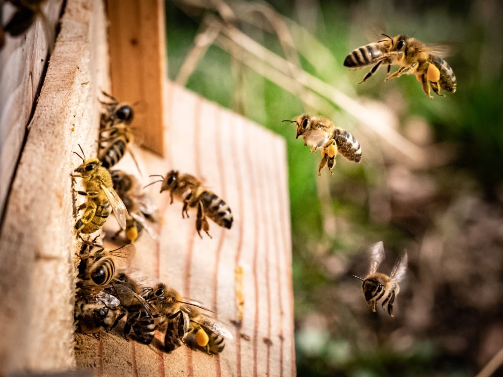 Studie prokázaly špatný vliv elektromagnetického záření na včely - bez nich ale celosvětově klesne produkce potravin. Foto: Unsplash