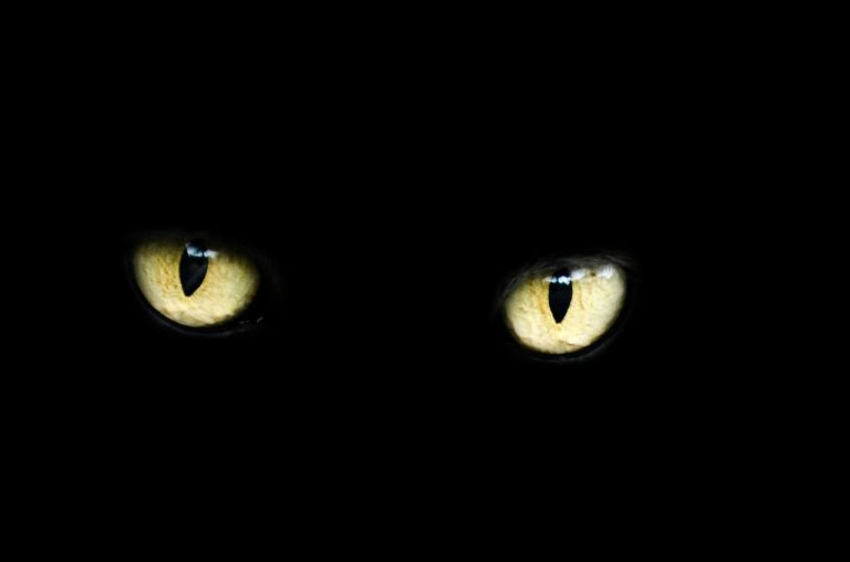 Duch černé kočky po nocích bloumá chodbami amerického Kapitolu a zvěstuje tragédii. Foto: Pixabay