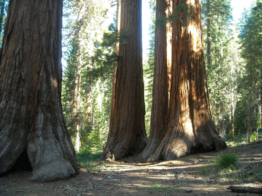 Sekvoje jsou obří, až 80metrové stromy, a tak dá rozum, že se v jejich korunách pohybují obří, až dvoumetrové kudlanky. Foto: Pixabay