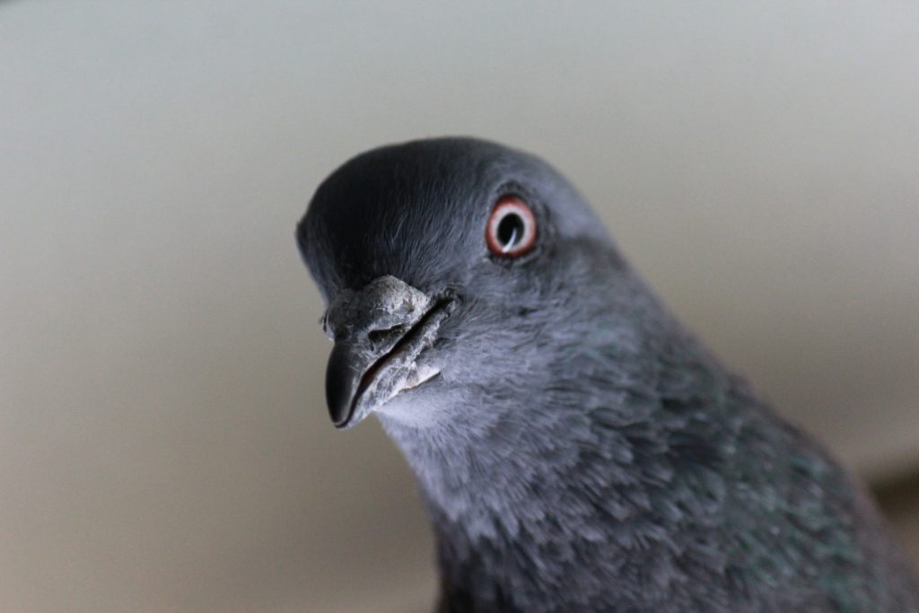 Co se stalo s poštovními holuby? Foto: Pixabay