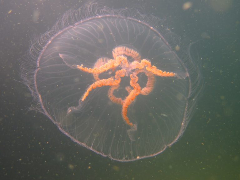 Experimenty NASA si oblíbily medúzu talířovku ušatou. foto autor