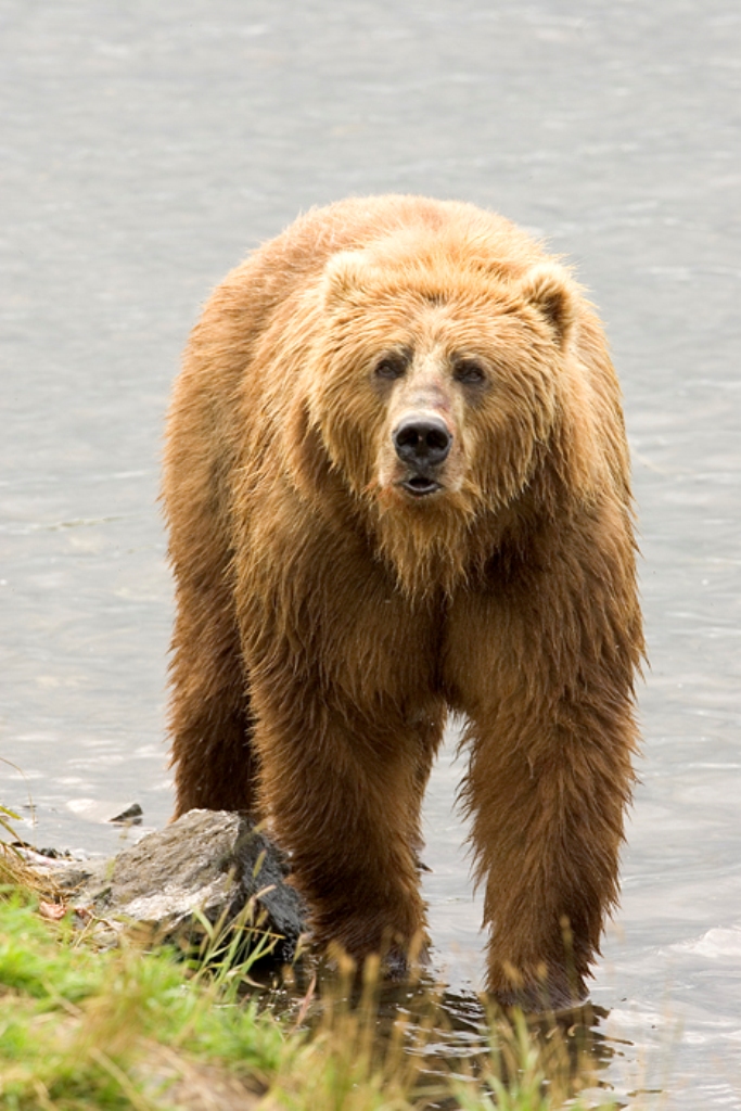 Medvěd hnědý. Zdroj foto:  Hillebrand, Steve, Public domain, via Wikimedia Commons