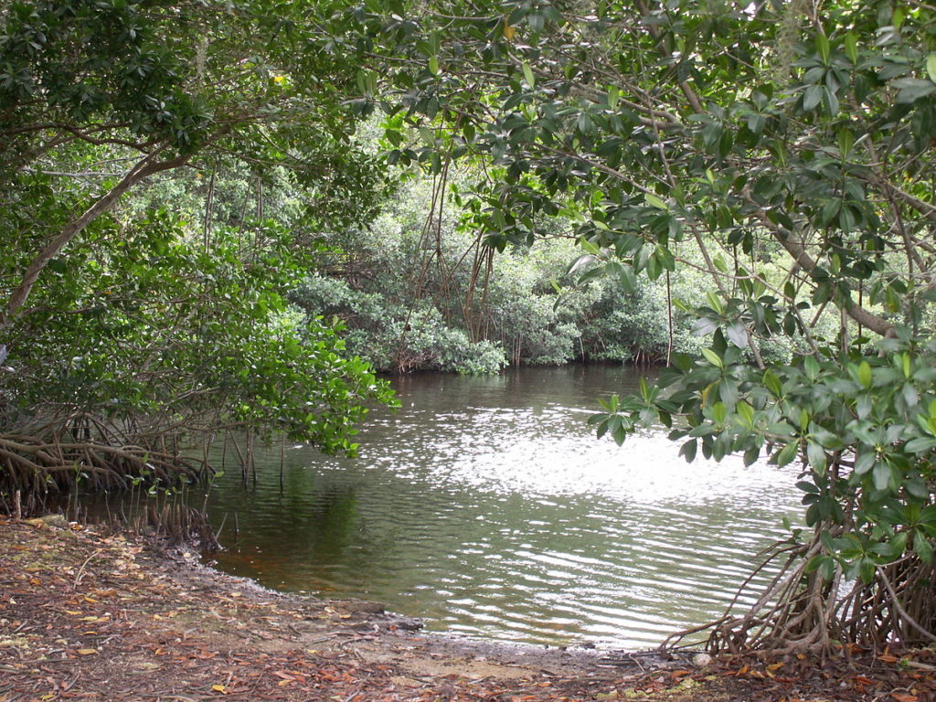 Podle nejčastějších domněnek se močálová opice ukrývá ve floridských bažinách Everglades. FOTO: Moni3, Public domain, via Wikimedia Commons