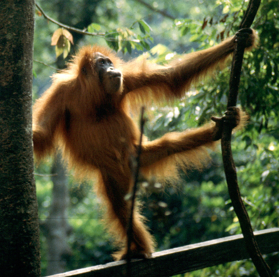 Mohlo by prý jít i o zatoulaného orangutana. FOTO: Dave59, via Wikimedia Commons