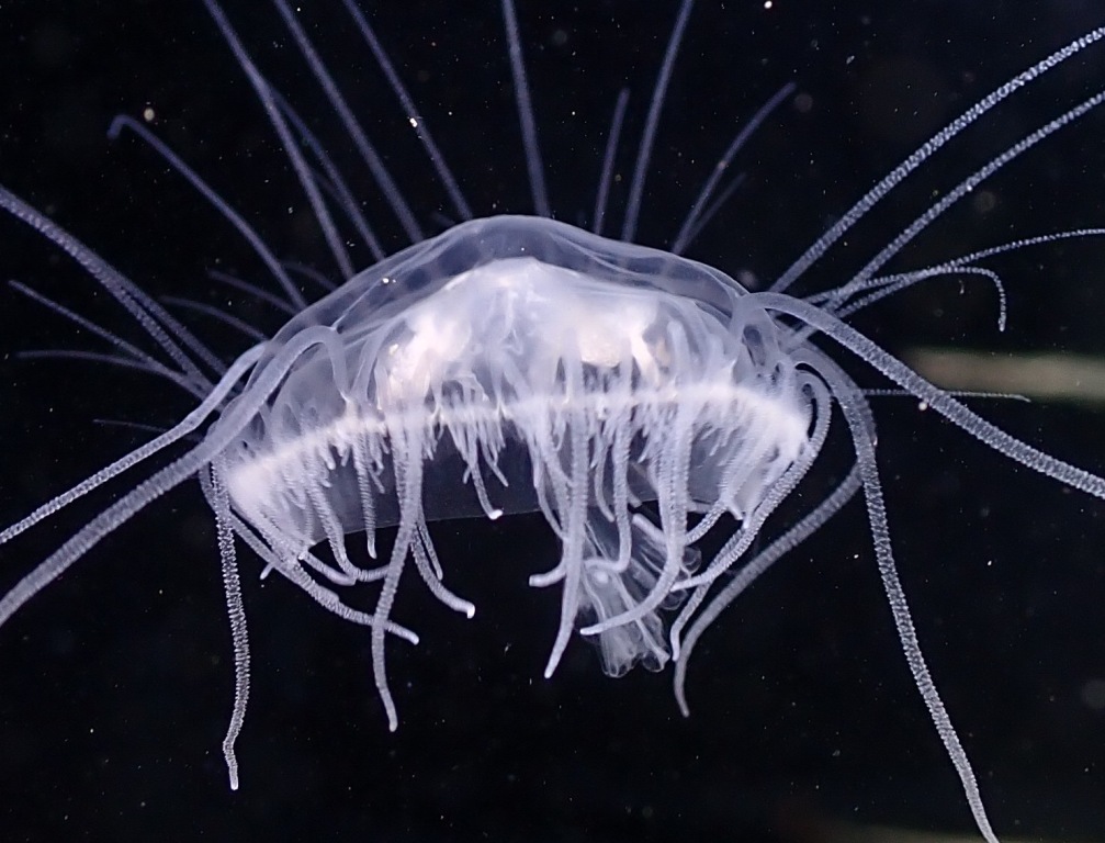 Sladkovodní medúza Craspedacusta sowerbyi. foto autor 
