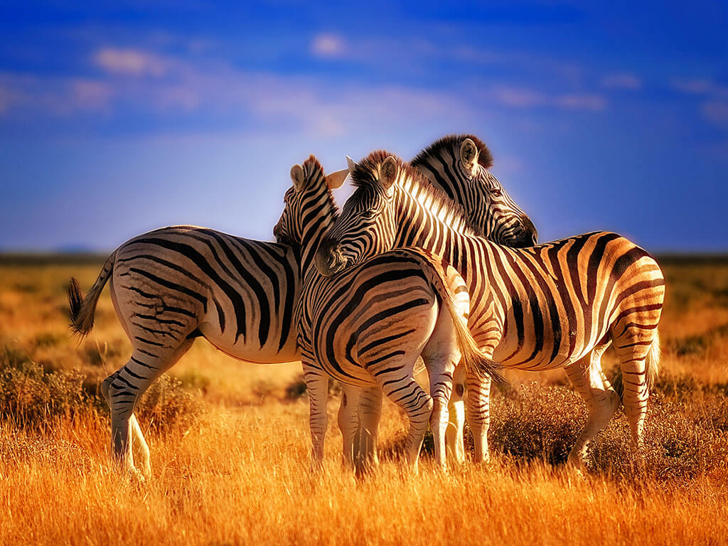 Podle typických pruhů jsou rolety Den a noc známé také jako Zebra rolety.