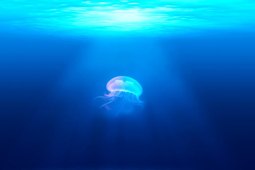 Medúzy ve vodě jsou normálka - ale už jste někdy viděli medúzy, které se vznáší na nebi? Foto: Unsplash