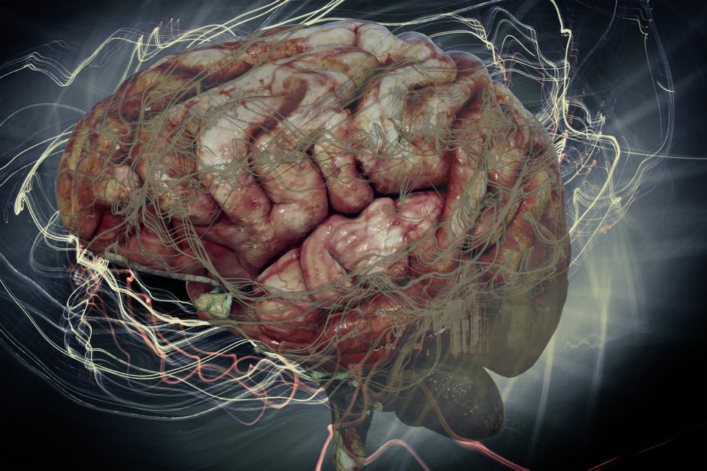Podle vědců  na vině mozek, foto Pixabay