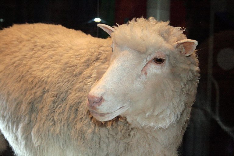 První naklonovaný savec, ovce Dolly, foto Toni Barros / Creative Commons / CC BY-SA 2.0