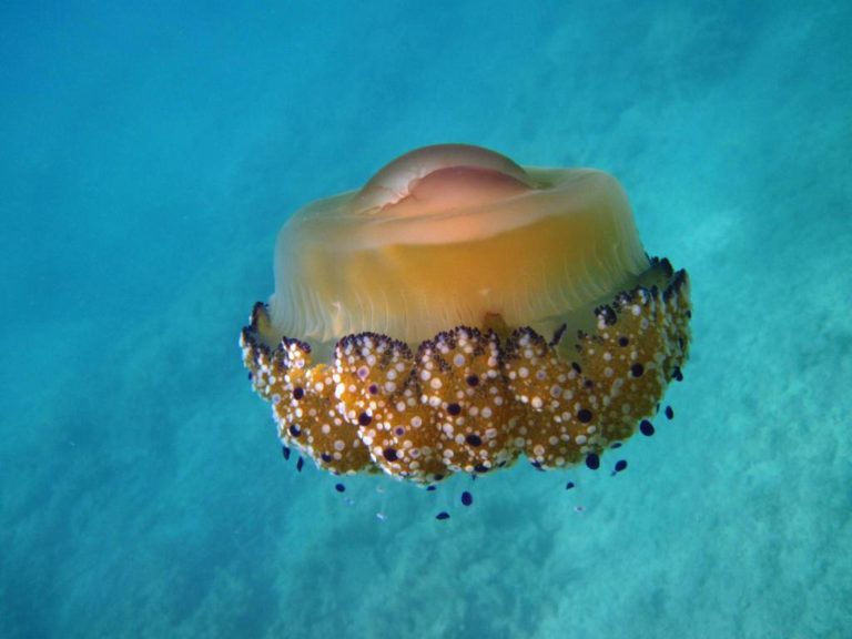 Medúza kořenoústka hrbolatá. foto autor