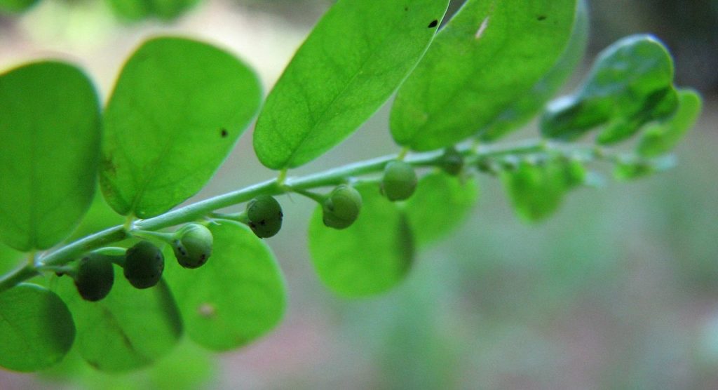 Smuteň (Phyllanthus) 
 jsou to byliny, stromy i keře s jednoduchými střídavými listy a charakteristicky utvářenými koncovými větévkami. Foto - Deepugn at Malayalam Wikipedia / Cretive Commons - volné dílo 