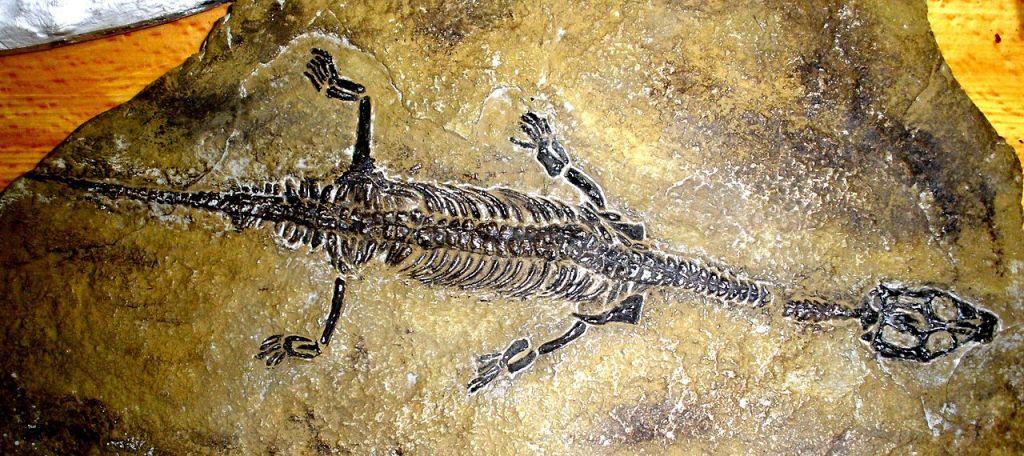 Fosilní kostra lariosaura. Zdroj foto:  Ghedoghedo, CC BY-SA 3.0 , via Wikimedia Commons