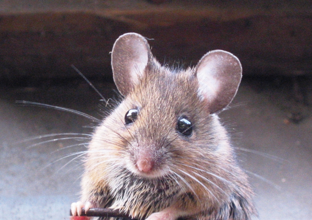 Myšice, zvaná někdy i lesní myš. Zdroj foto: Rasbak, CC BY-SA 3.0 , via Wikimedia Commons

