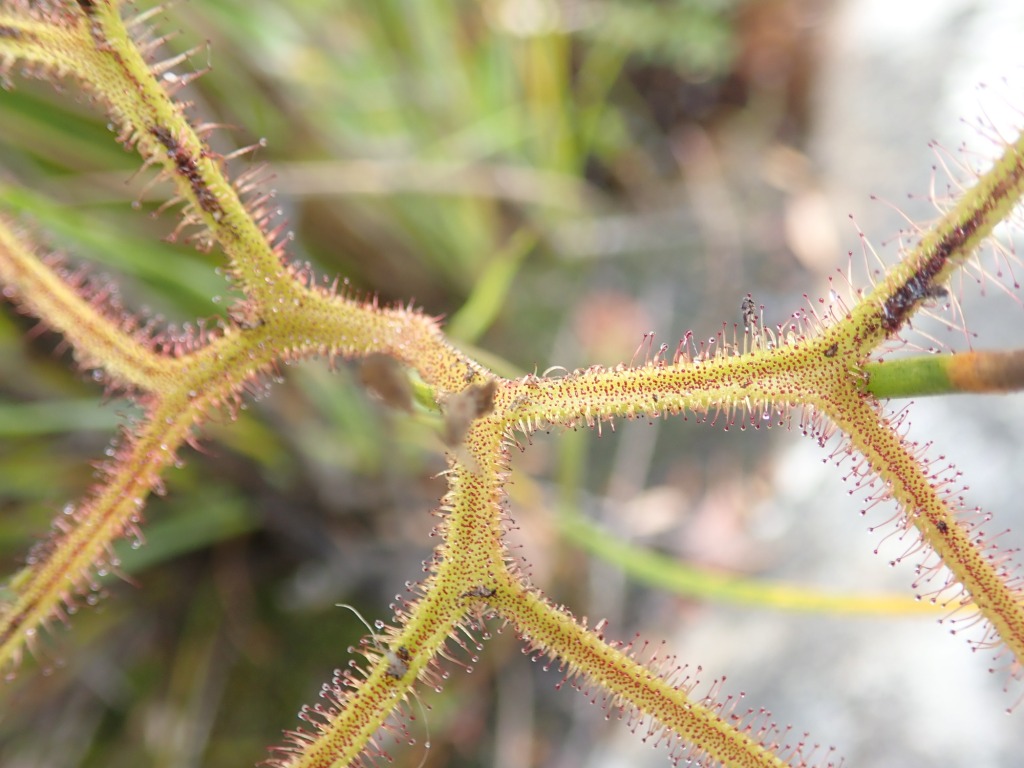 Masožravá rostlina Drosera binata. Zdroj foto:   MargaretRDonald, CC BY-SA 4.0 , via Wikimedia Commons

