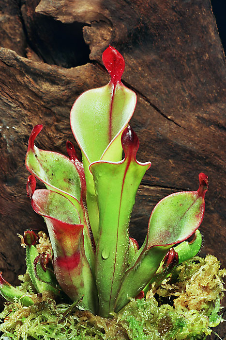 Většina masožravých rostlin láká své oběti na atraktivní exteriér. Zdroj foto:  Andreas Eils, CC BY-SA 3.0 , via Wikimedia Commons


