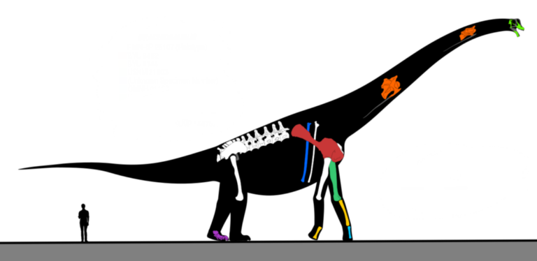 Brachiosaurus patří k největším známým sauropodním dinosaurům. Foto: EnaldoSS / Creative Commons / CC-BY-4.0