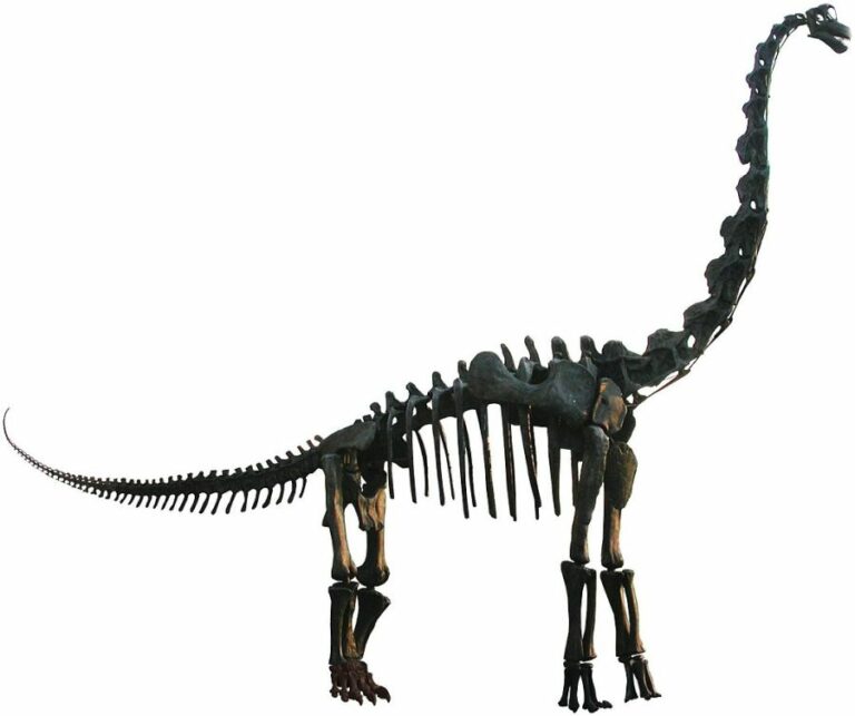 V průběhu doby bylo popsáno také několik dalších druhů rodu Brachiosaurus. Foto: FunkMonk / Creative Commons / CC-BY-3.0