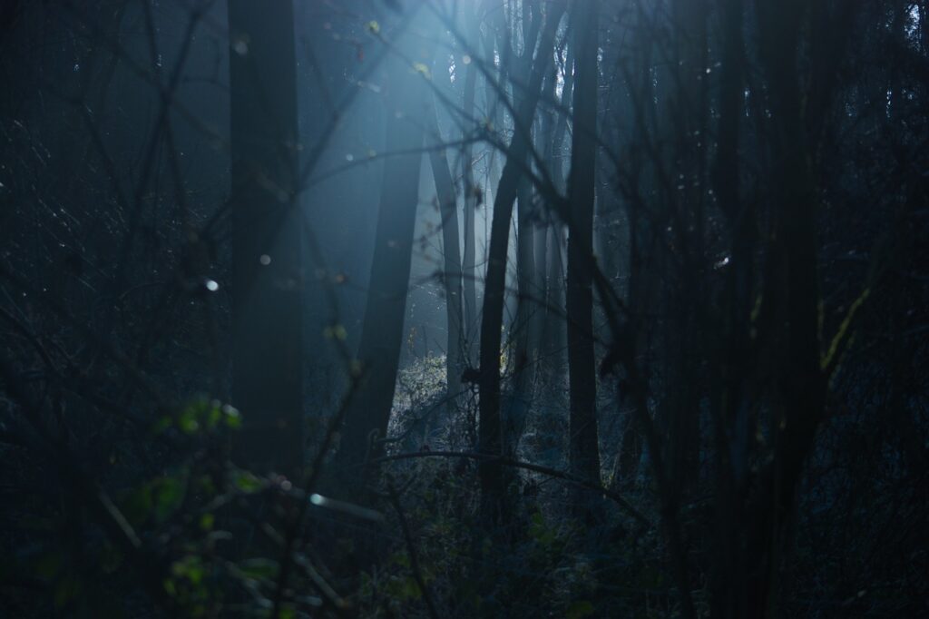 V Bowmanském lese přebýval tajemný divý muž, foto Pixabay