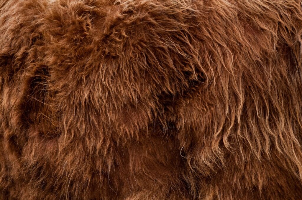 Existenci mogollona mají potvrzovat i nálezy hnědých chlupů, které prý nemohou patřit medvědovi. Foto: Pixabay