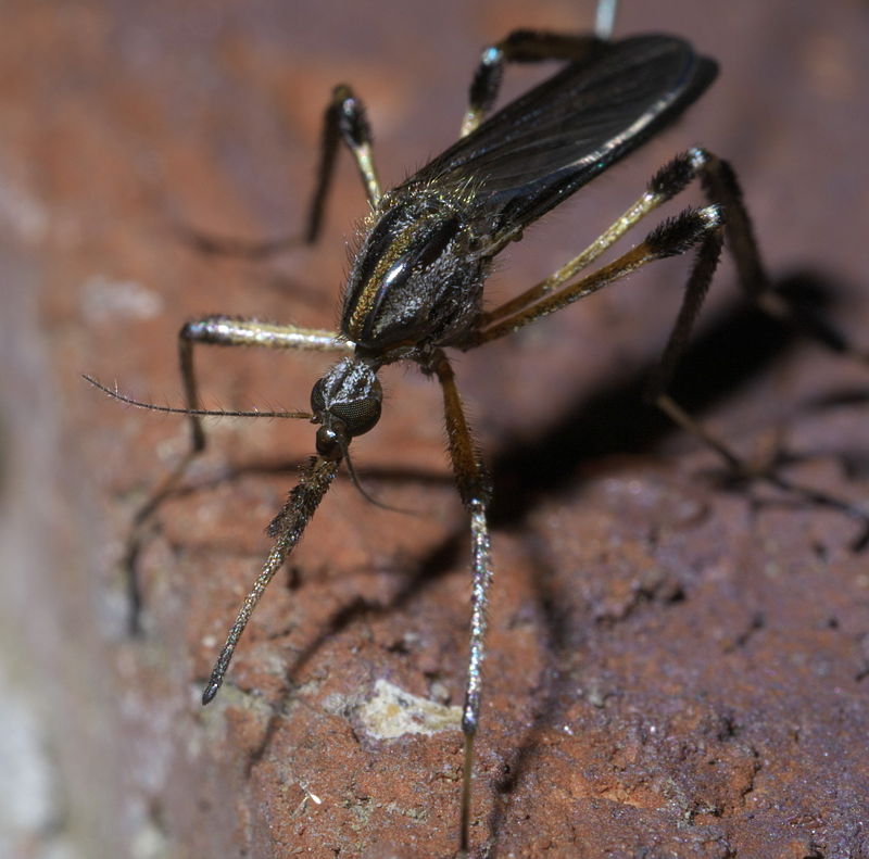 Galliniper má připomínat obřího moskyta. Foto: Xpda/Creative Commons/CC BY-SA 3.0