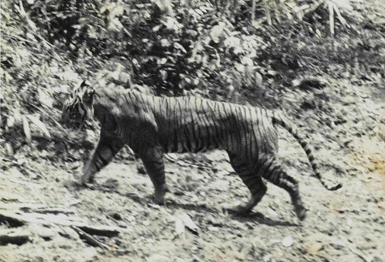 Tygr jávský na fotografii z roku 1938, foto Andries Hoogerwerf / Creative Commons / Volné dílo