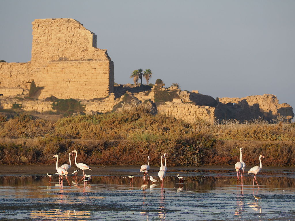 V Atlit Yam se nacházejí i pozůstatky pevnosti z pozdějšího období.  V jejich blízkosti se objevují i migrující plameňáci. Zdroj foto:  Iliakriv, CC BY-SA 4.0 , via Wikimedia Commons


