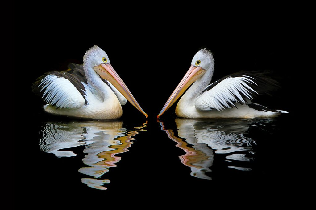 Rybáři objeví 1200 uhynulých pelikánů. Ani jejich smrt není objasněna FOTO: Pixabay
