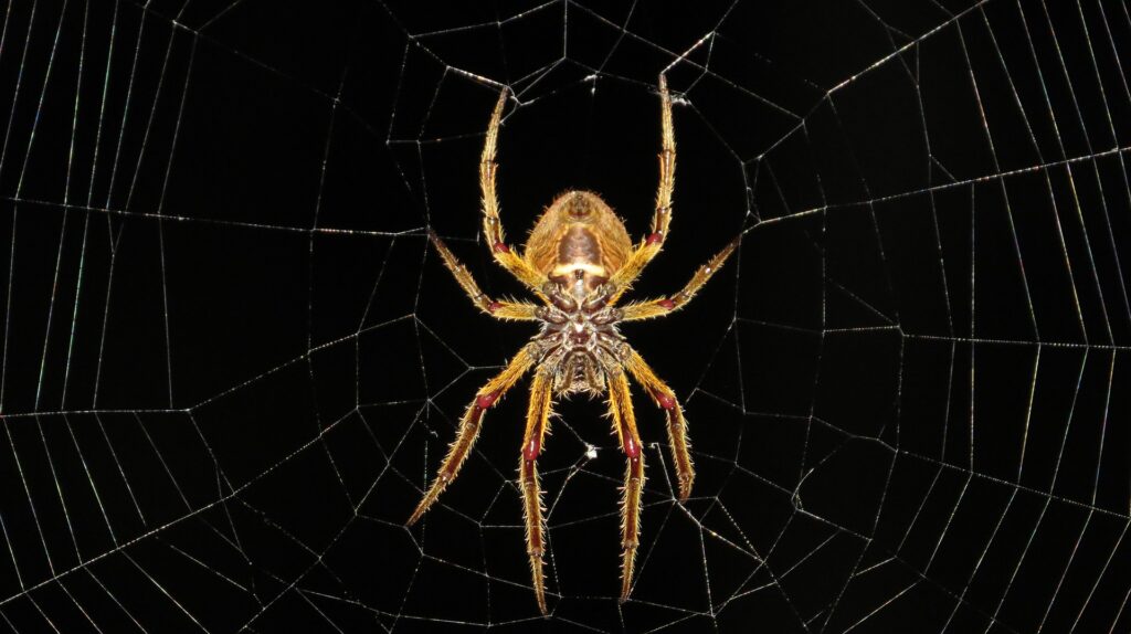 Pavoučí kousnutí se velmi rychle zanítí a nabobtná. FOTO: Pixabay