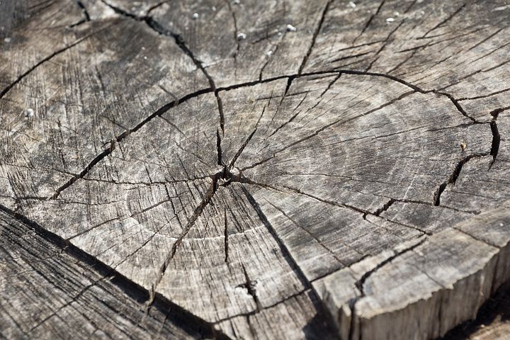 Dřevo starých stromů v sobě uchovává rok po roku památku na prostředí, ve kterém roste... FOTO: Pixabay