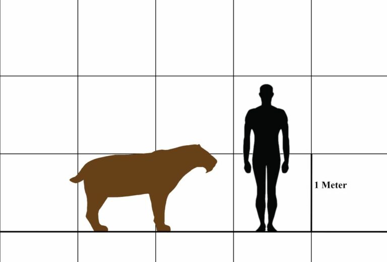 Člověk a smilodon se v evoluci druhů skutečně potkali. Zdroj obrázku: Aledgn, CC BY-SA 4.0 <https://creativecommons.org/licenses/by-sa/4.0>, via Wikimedia Commons