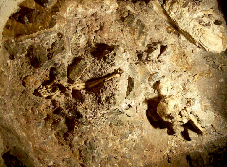 Kosterní pozůstatky australopitéka. Zdroj foto 20 / V. Mourre, CC BY-SA 3.0 , via Wikimedia Commons