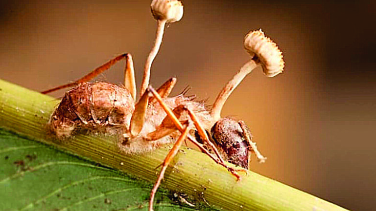 Mravenec nakažený houbou