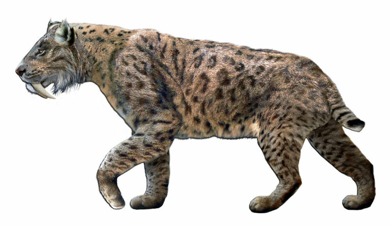 Smilodon byl obávaným predátorem. Zdroj obrázku: Dantheman9758 at English Wikipedia, CC BY 3.0 <https://creativecommons.org/licenses/by/3.0>, via Wikimedia Commons