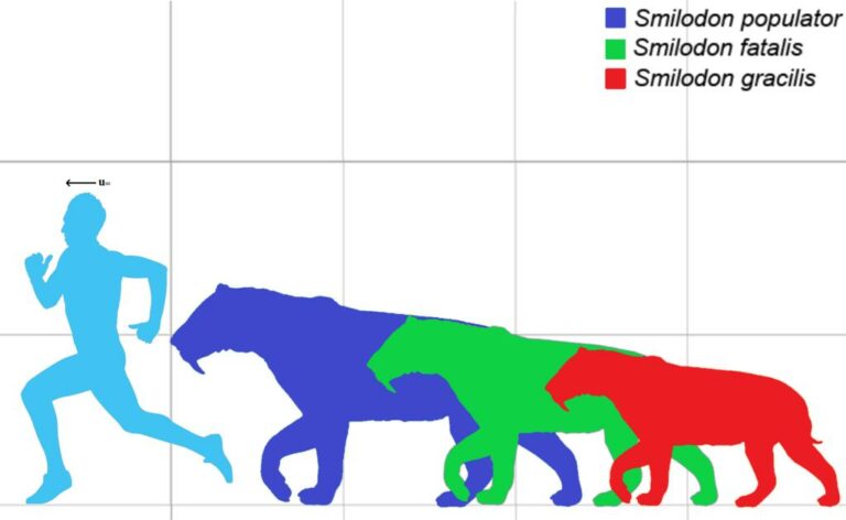 Srovnání velikosti člověka se třemi druhy smilodonů. Zdroj obrázku: Edgar Rice Burroughs, Public domain, via Wikimedia Commons