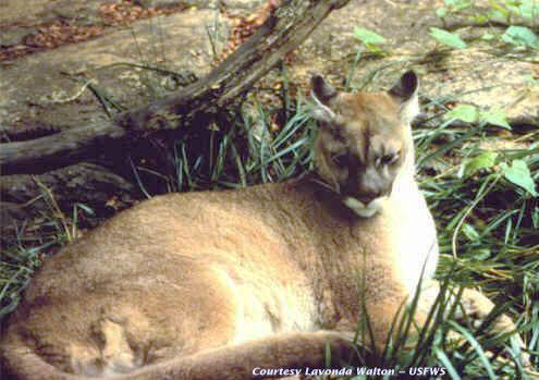 Puma východní byla ze seznamu ohrožených druhů odstraněna před čtyřmi lety, foto USG (US Fish & Wildlife Service) / Creative Commons / Volné dílo