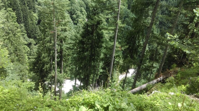 Tělo pohřešovaného muže dokázala najít uprostřed rozlehlé lesnaté oblasti, foto Pixabay