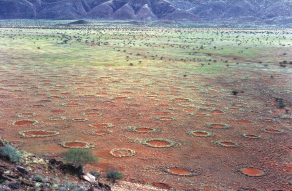 Trávové kruhy v Namibii. FOTO: Stephan Getzin (via Beavis729), CC BY-SA 3.0, via Wikimedia Commons