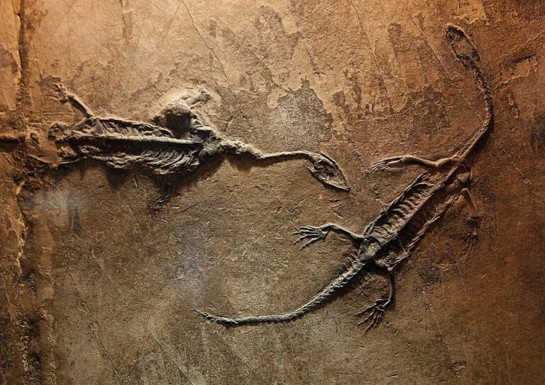 reptile dinosaur fossils