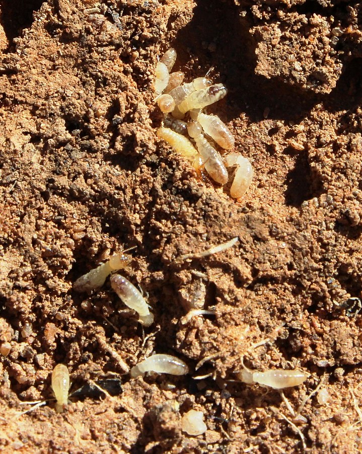 Původcem kruhů je podle jedné vědecké teorie termit druhu Psammotermes allocerus. FOTO: Tony Rebelo, CC BY-SA 4.0, via Wikimedia Commons