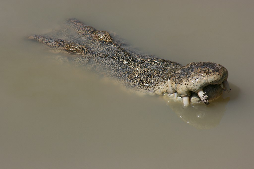Skeptici namítají, že za pozorováním záhadného tvora by mohl být i výskyt velkého krokodýla. Ovšem, rozdíly v anatomii popisovaného zvířete a krokodýla jsou značné. Zdroj obrázku:  Lepidlizard, Public domain, via Wikimedia Commons